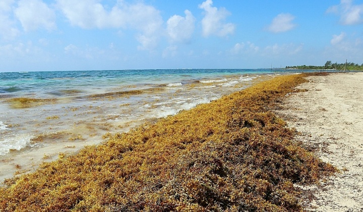 When is sargassum season in Cancun. Does it affect your vacation?